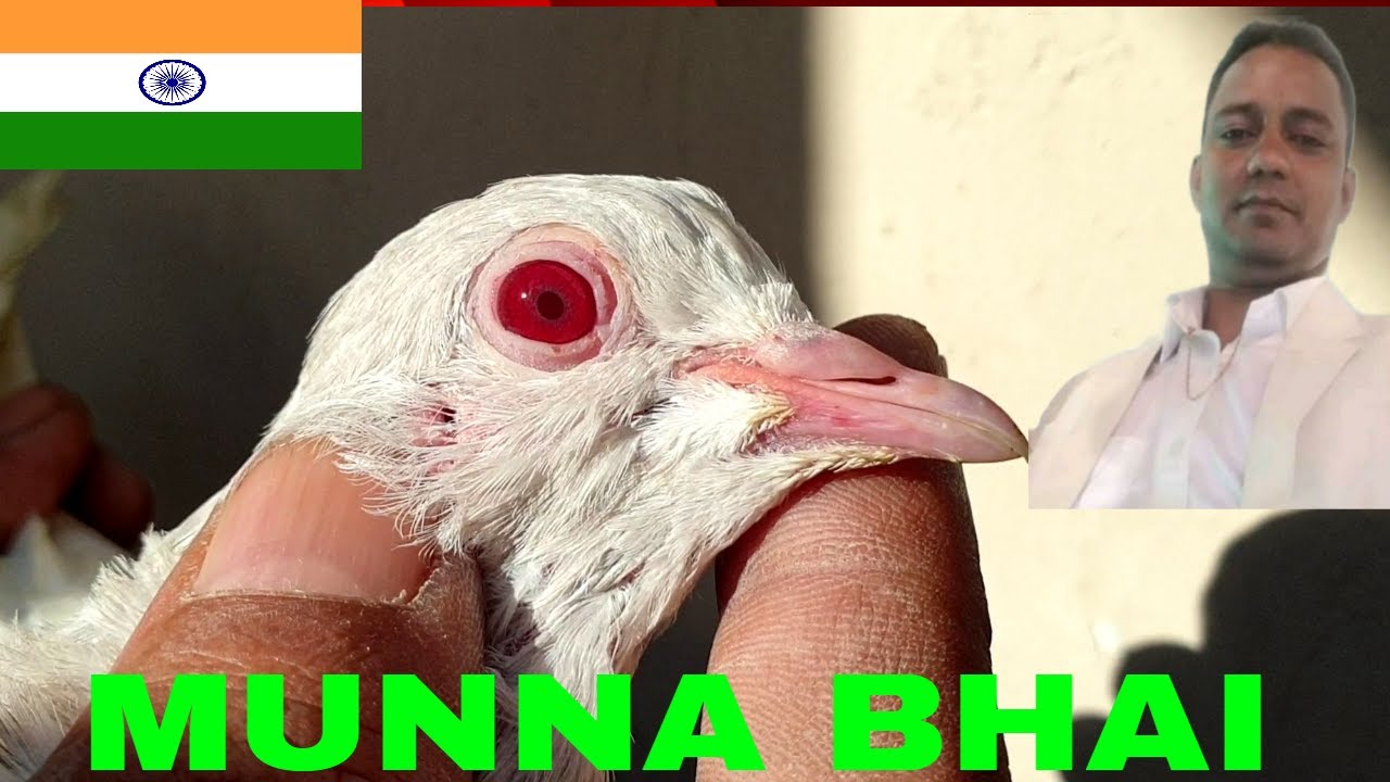 Jamal Bhai k Ghar ki Breed | Kaafi Axha Result aya hy Zbrdst | Shahid Rajput Pigeons`