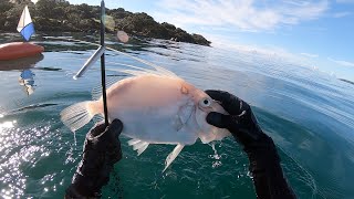 Spearfishing John Dory New Zealand