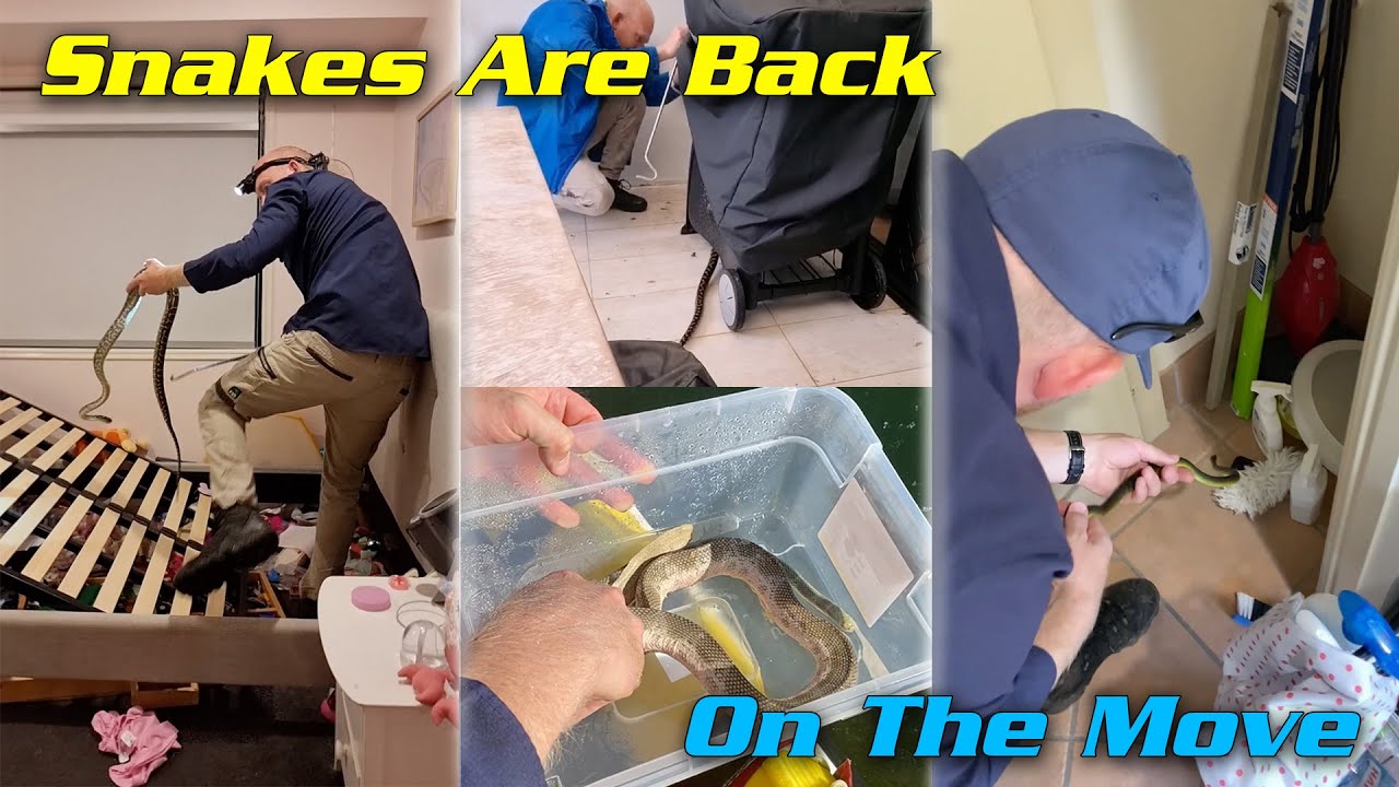 Snakes are well and truly on the move!!!