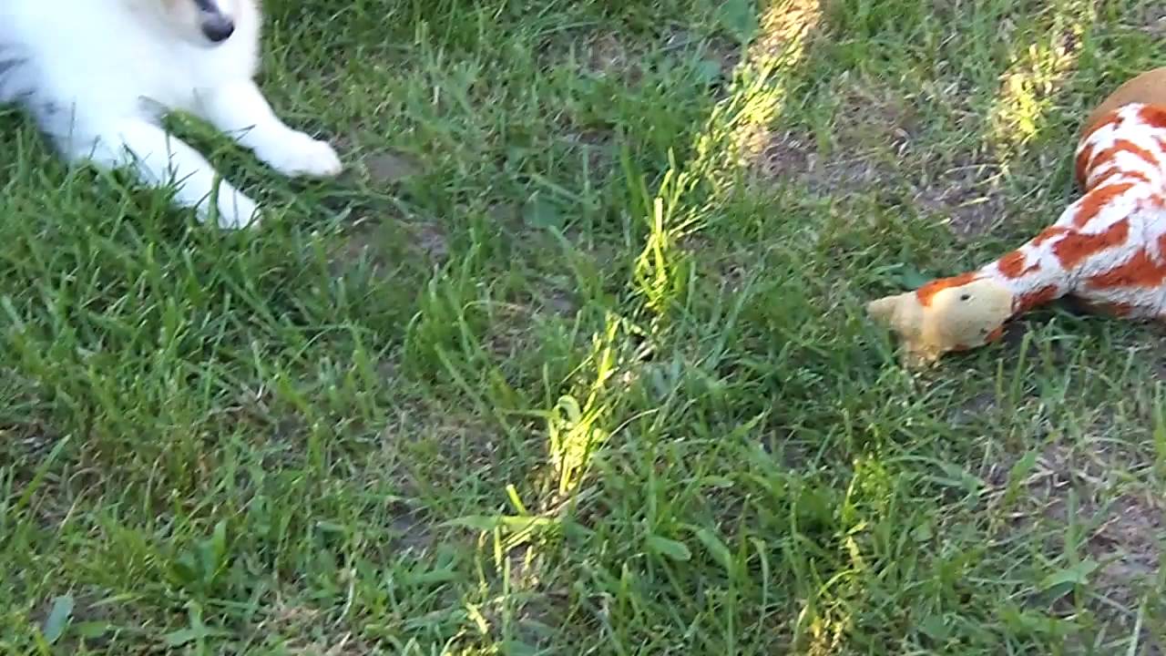 smoothdraw Khloe x Kade pups 6.5 weeks old