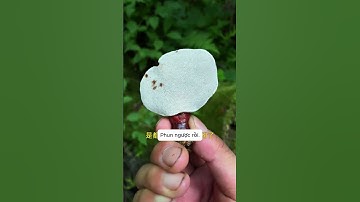 Một ngày lên núi hái nấm được những gì? #hainam #shorts