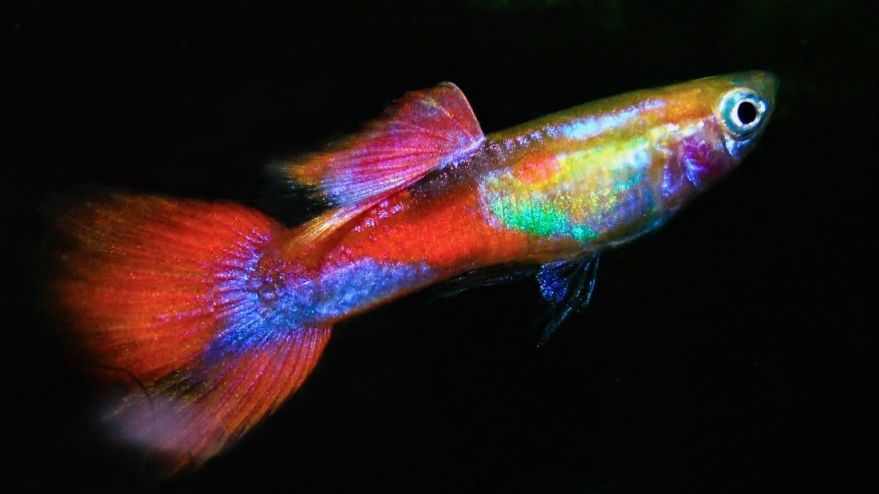 Primary Colors  Guppy  under natural sunlight  YouTube