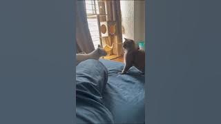 Siamese Kitten Adopted - 1 Year, Meownee (DV) from Puchong, Selangor