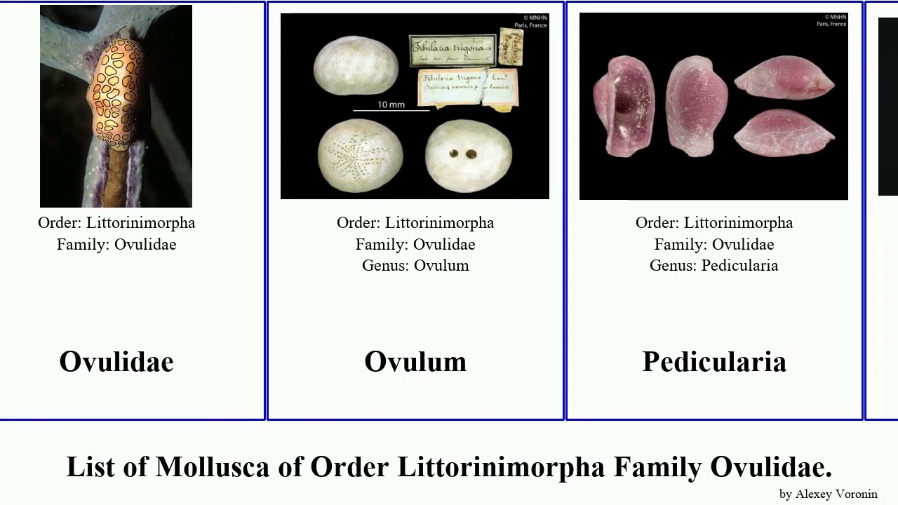 List of Mollusca of Order Littorinimorpha Family Ovulidae. simnia phenacovolva crenavolva formosa