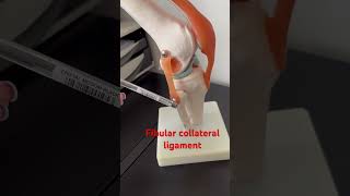 Fibular Collateral Ligament #sportstherapy #anatomy #anatomybasics #knee