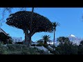 На параплане над островом Тенерифе и экскурсия к Драконовому дереву!Самому древнему на планете!😱