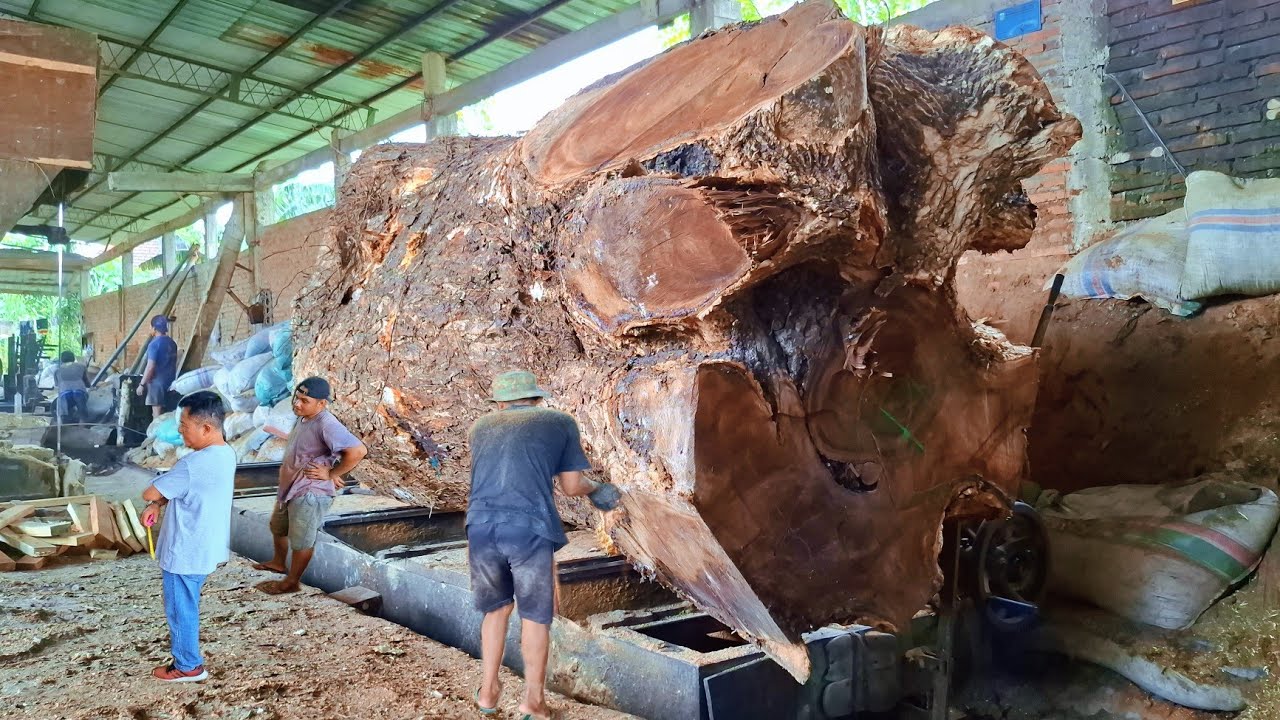 the magic behind the beautiful feather suar wood saw