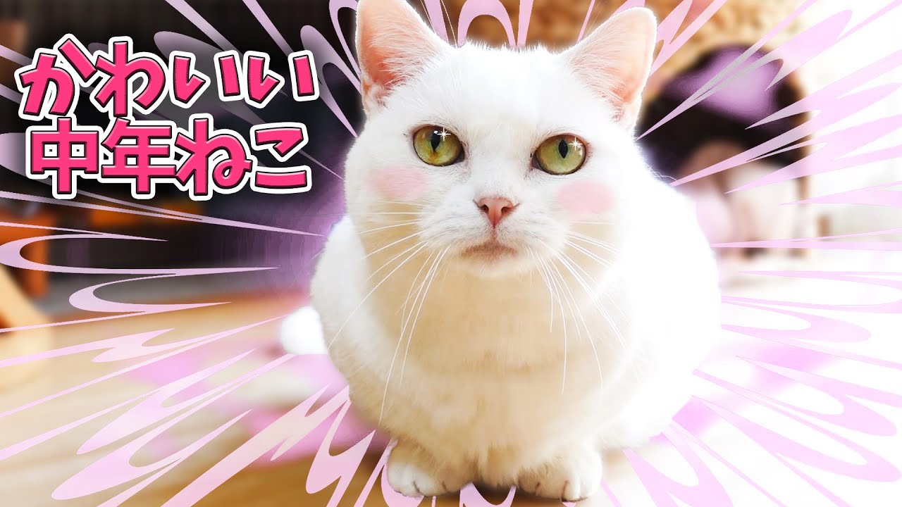 まだまだ可愛い大人な白猫！ An adult white cat that is still cute