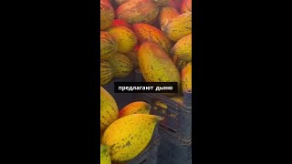 ЦЕНЫ НА ФРУКТЫ 🇹🇷 https://youtu.be/5kKLWMt5Qos  ❤Необычные способы покупки дынь в Турции!