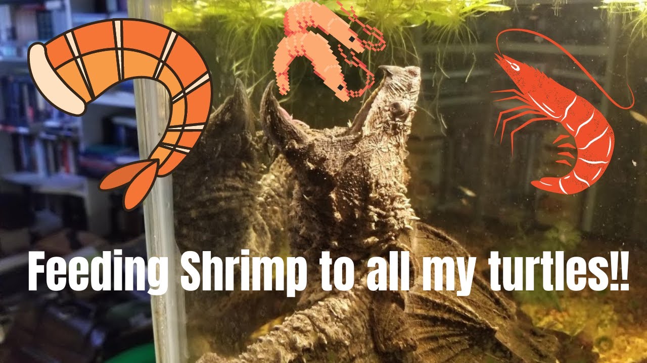 Feeding Shrimp to All My Turtles Parker's Swamp YouTube