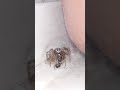 Huni dokumacı örümcek / Funnel weaver spider (Genus Maimuna)