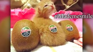 r/Mademesmile | Kiwi Kitty 🥺🥺🥺