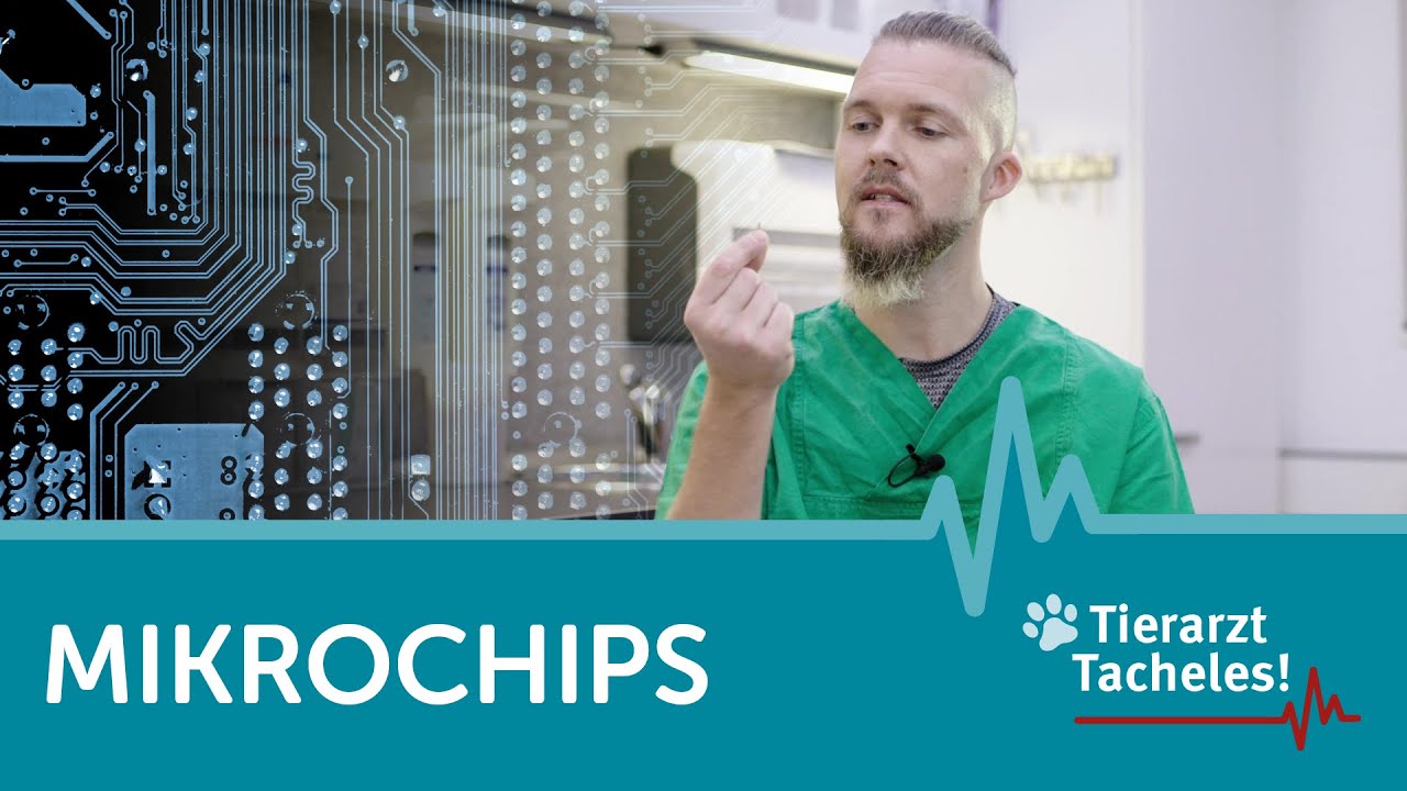 Mikrochips | Tierarzt Tacheles mit Sebastian Goßmann-Jonigkeit | ZooRoyal