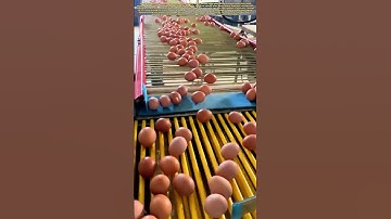 Egg Packing Perfection: How Machines Handle 30,000 Eggs Per Hour