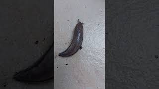 BINATANG || Lintah Liar #SHORTS #viralshorts