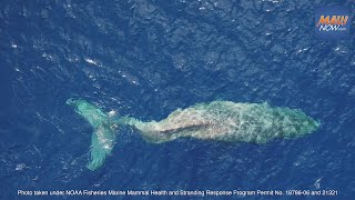 Injured whale off of Olowalu, Maui, Hawaii - Dec. 1, 2022
