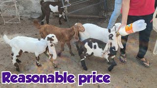 Pure Quality Hyderabadi Bakriya in HYD City College | Hyderabadi Bottle Feeding Goat Kids