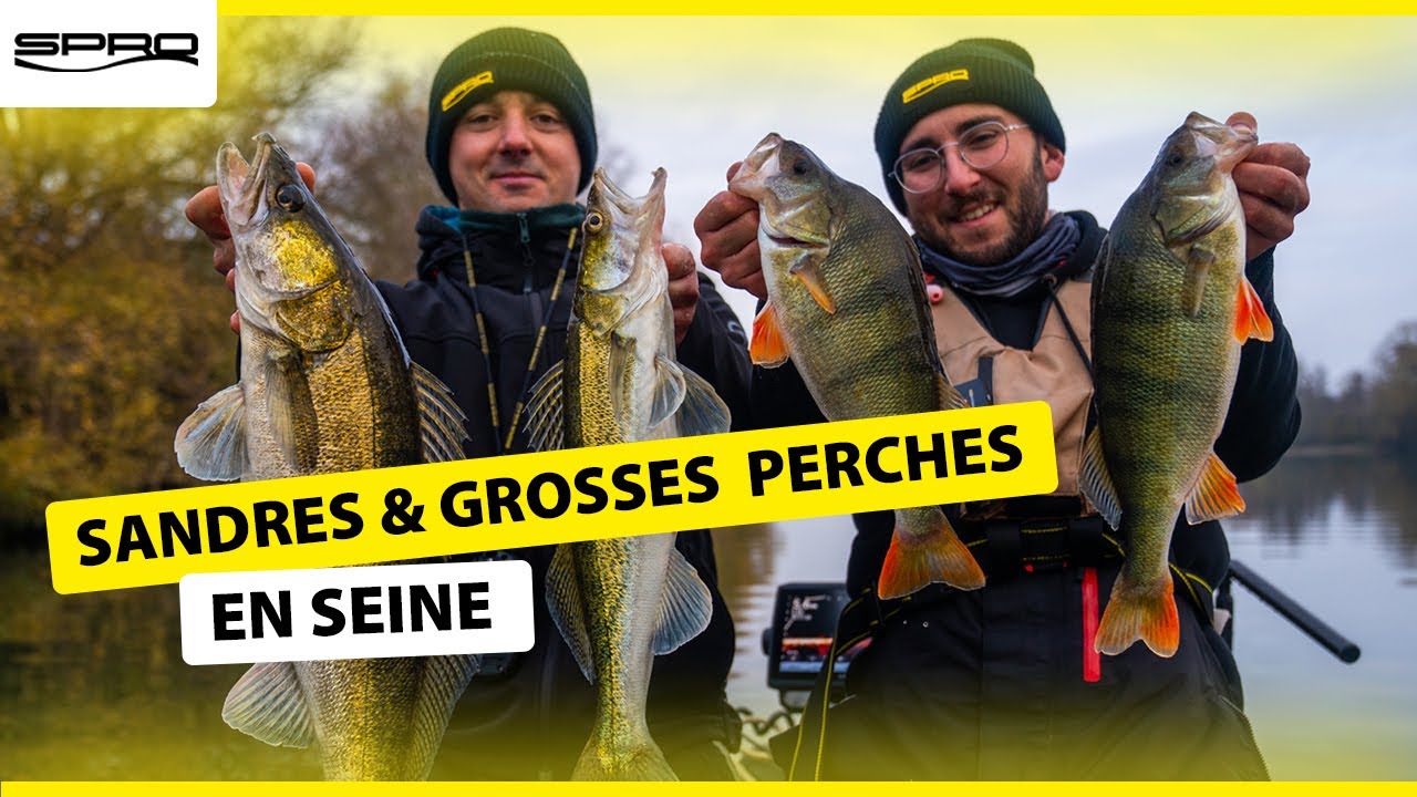 Sandres & Grosses Perches en Seine