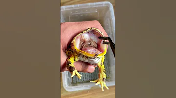 这只角蛙敢抢我的饭碗 