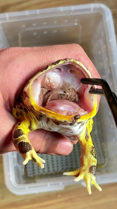 这只角蛙敢抢我的饭碗