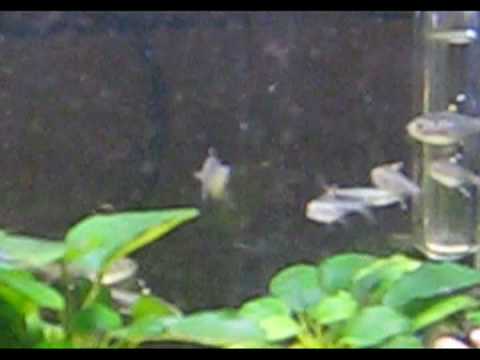 My New Fishes on 9 Nov 2008