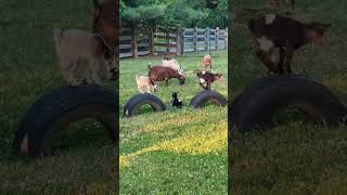 #horse