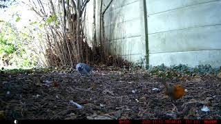 roodborstje springt op camera en doet hem bewegen