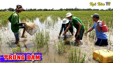 Không Ngờ Bắt Cá Miếng Ruộng Này Trúng Toàn Cá Lóc To Cá Rô Mề Thấy Ham/Fishing/NGÃ NĂM TV