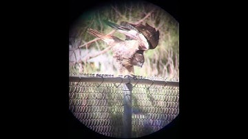 Red tailed Hawk: Excrete Skat Poop Turd Crap