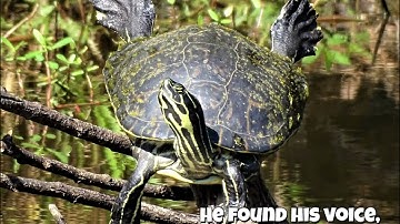 THE SHY TURTLE
