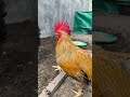 bad boy - our rooster 🐓🐓🐓 #sicangkulceria