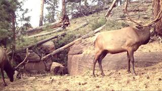 Colorado GMU Unit 73 Hunting Information