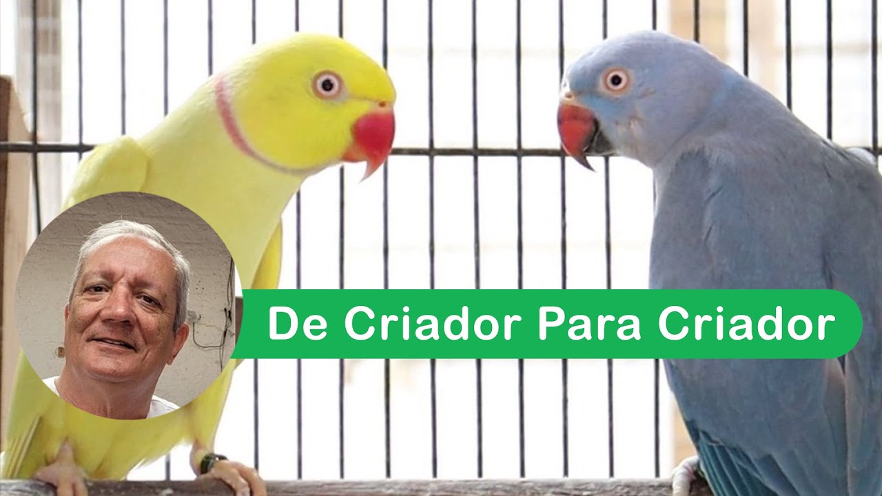 De Criador Para Criador - Antônio Alfredo Cardoso, criador de periquito Ring Neck - Parte 01