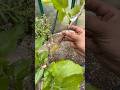 Mulberry Cutting - Black Prince Roots!