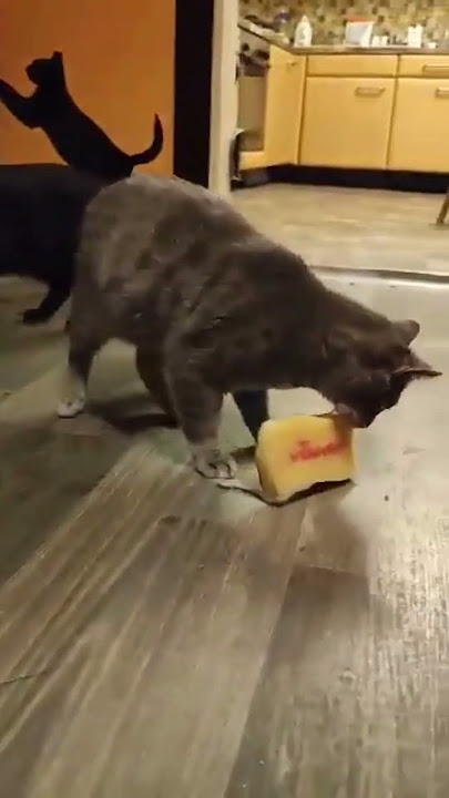 Cat stealing a sponge