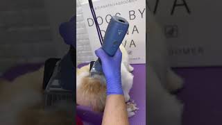 Celebrity Dog grooming tip! 🤗 #doggroominglife #doggroomingforbeginners #doggroomingtips Wealth