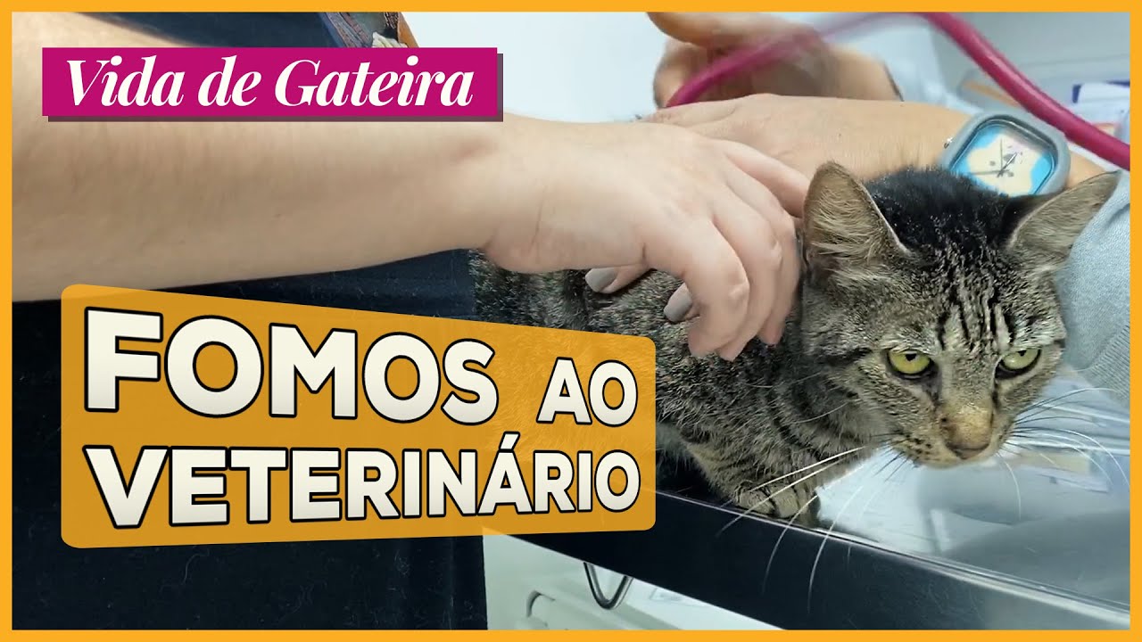 Mia e Polly vão ao VETERINÁRIO | Vida de Gateira