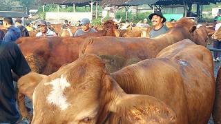 HARGA SAPI LEMON SETELAH LEBARAN PASAR SAPI PURWANTORO