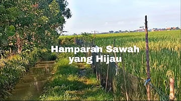SAWAH # HAMPARAN SAWAH YANG HIJAU #vlogger