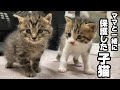 野良の子猫と母猫を一緒に保護したら、母猫のまさかの行動にビックリ!!