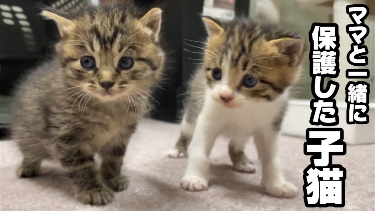 野良の子猫と母猫を一緒に保護したら、母猫のまさかの行動にビックリ！！