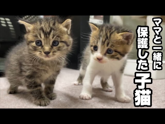 When we rescued a stray kitten and her mother, we were surprised