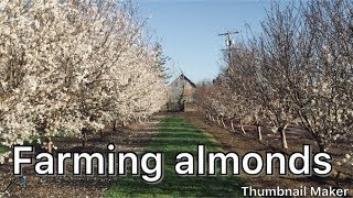 How Are Almonds Grown? Part 1
