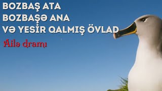 Yesir qalmış bozbaş albatros