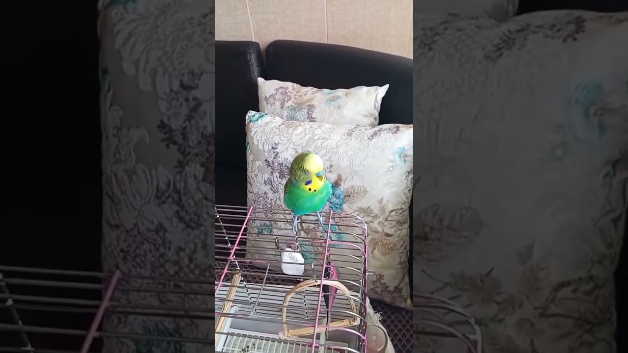 Muhabbet Kuşu Konuşma #birds #budgies #parrot #muhabbetkuşu #parakeet #birdsong #lovebirds #cute