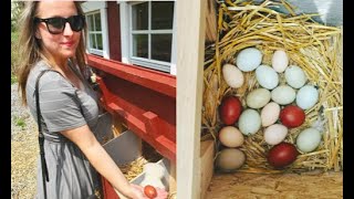 We Incubate Rainbow Chicken Eggs 5 Breeds