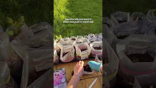 Starting Dahlias Indoors in 45 Seconds | Ziplock Bag Method (Beginner Guide)