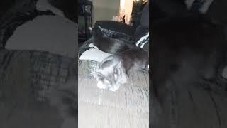 Mary Jane and margarita and strawberry daiquiri my cats