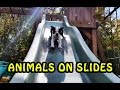 The Best Of Animals Playing on Slides [NEW]