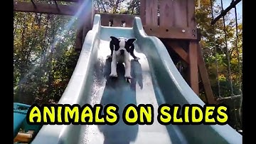 The Best Of Animals Playing on Slides [NEW]